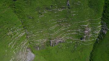 A flock of sheep and goats walk in rows along a summer mountain meadow, aerial view video