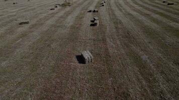 Aerial view of mowed meadow with haystacks in hay season in late summer or autumn video