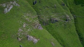 ein Herde von Schaf und Ziegen gehen im Reihen entlang ein Sommer- Berg Wiese, Antenne Aussicht video