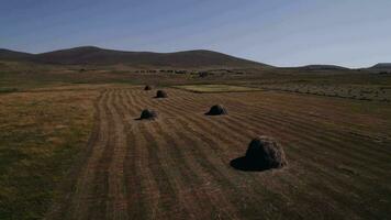 aérien vue de tondu Prairie avec meules de foin dans foins saison dans en retard été ou l'automne video