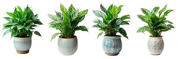 Chinese evergreen set collection of pots ceramic isolated on white photo