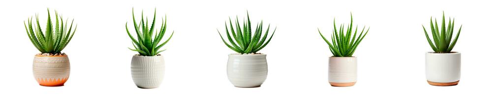 Aloe vera set collection of pots ceramic isolated on white photo