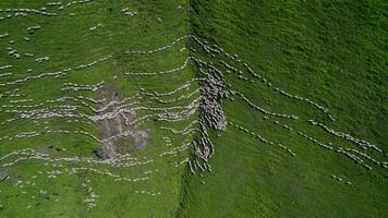 A flock of sheep and goats walk in rows along a summer mountain meadow, aerial view video