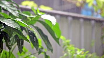 Rainfall drop on leaf video