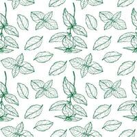 Basil plant seamless pattern drawing vector illustration repeating background. Decorative ornament with basil leaves branch, fragrant herb, spice,. For design, card, textile, print, paper, wrapping