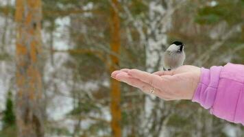 Titmouse bird in women's hand eats seeds, winter, slow motion video