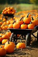 A scenic pumpkin patch with a wheelbarrow filled with colorful pumpkins background with empty space for text photo