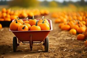 A scenic pumpkin patch with a wheelbarrow filled with colorful pumpkins background with empty space for text photo