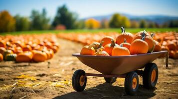 A scenic pumpkin patch with a wheelbarrow filled with colorful pumpkins background with empty space for text photo