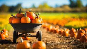 A scenic pumpkin patch with a wheelbarrow filled with colorful pumpkins background with empty space for text photo