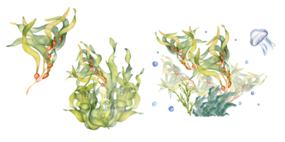 reeks van groen zee planten waterverf illustratie. laminaria, bruin kelp, nuttig zeewier hand- getrokken. ontwerp element voor pakket, reclame, wrap, marinier verzameling. png