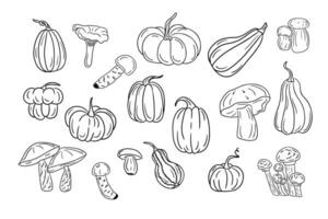 Big set of hand drawn sketch squashes and fungus. Autumn doodle design. Black sketch elements on white background. Different types of fungus and pumpkins. Good for coloring pages, stickers, tatoo. vector