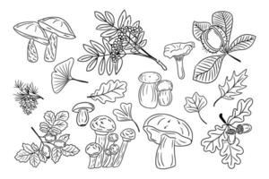 Big set of hand drawn doodle autumn leaves and mushrooms. Black sketch elements on white background. Different types of fungus and forest leaves and berries. Good for coloring pages, stickers, tatoo. vector