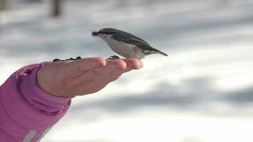 Boomklever vogel voederen van mensenhanden. hongerige vogels in het winterbos video