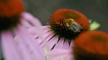 makro stänga upp av humla samlar pollen i gul blomma under pollinering tid. echinacea blomma i sommar trädgård på suddig bakgrund video