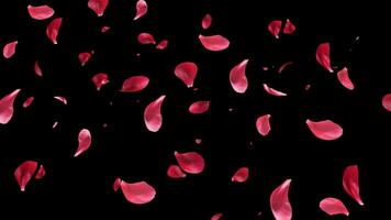 Rose Petals floating and Falling animation with alpha channel video