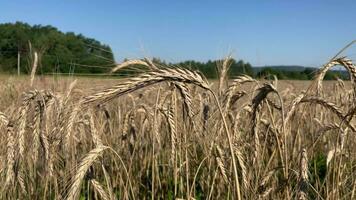 uma campo do trigo orelhas em uma verão manhã video