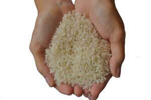 Raw rice held by asian woman's hand. Uncooked rice in hand isolated on white background photo