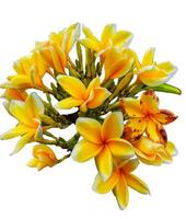 Close up yellow flower blooming in the garden isolated on white background. Bunga Kamboja also known by its Latin name Plumeria. photo