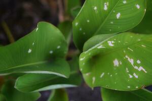 close up of green leaves. can be used for nature themed backgrounds photo