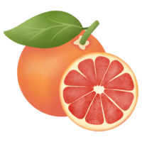 hand- getrokken schattig kunst grapefruit fruit png