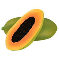 Hand gezeichnet süß Kunst Papaya Obst png