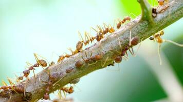 Red ant on a branch, macro illustration of a red ant on a branch, animal life concept. video