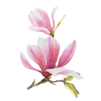 Pink magnolia flower Watercolor. Hand drawn Illustration isolated. Floral design of greetings cards, invitations, anniversaries, weddings, birthdays party flyers, stickers, logo, prints png