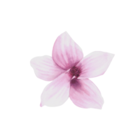 rosa magnolia blomma vattenfärg. hand dragen illustration isolerat. blommig design av hälsningar kort, inbjudningar, årsdagar, bröllop, födelsedagar fest flygblad, klistermärken, logotyp, grafik png