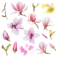 rosa magnolia blommor uppsättning, vattenfärg illustration. hand dragen isolerat botanisk blommor element för din design för kort, inbjudningar, blommig kompositioner, skriva ut, klistermärken, logotyp png