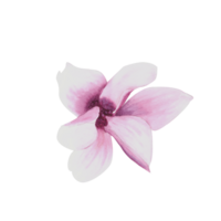 roze magnolia bloem waterverf. hand- getrokken illustratie geïsoleerd. bloemen ontwerp van groeten kaarten, uitnodigingen, jubilea, bruiloften, verjaardagen partij flyers, stickers, logo, prints png