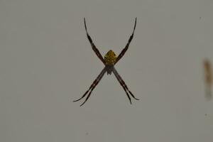 foto de un araña colgando en sus web