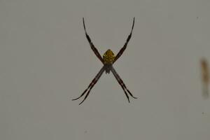 Photo of a spider hanging on its web