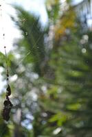 foto de un araña colgando en sus web