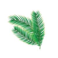 Vector tropical green palm leaves isolated set