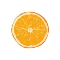 Vector slice ripe orange citrus fruit isolated on white