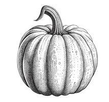 Pumpkin sketch hand drawn vector illustration Vegetables