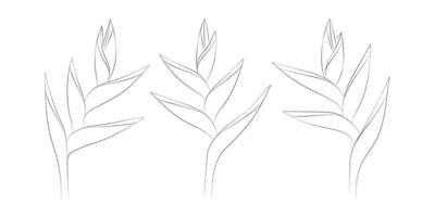 Heliconia tropical flowers set. Vector botanical illustration, contour graphic drawing.