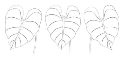 Philodendron tropical leaves set. Vector botanical illustration, contour graphic drawing.