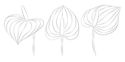 Anthurium tropical flowers set. Vector botanical illustration, contour graphic drawing.