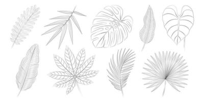 aralia, areca palma hojas, bambú, plátano hojas, calatea, monstruo, palmito admirador, filodendro, Tamarindo tropical hojas colocar. vector botánico ilustración, contorno gráfico dibujo.