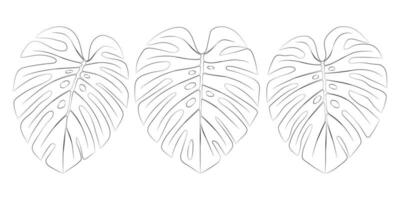 Monstera tropical leaves. Vector botanical illustration, contour graphic drawing.