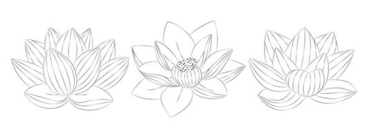 Lotus tropical flowers set. Vector botanical illustration, contour graphic drawing.