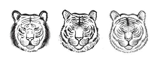 Tiger head set, hand drawn illustration, isolated on white background. vector