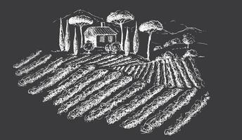 Vine plantation landscape. Hand drawn vector illustration.