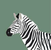 Zebra Isolated zebra Illustration on Greay background vector