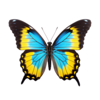 schön Schmetterling isoliert png