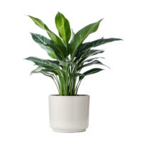 Potted exotic house plant isolated png