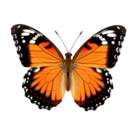 Beautiful butterfly isolated png