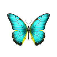 schön Schmetterling isoliert png